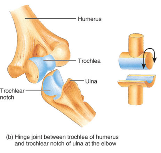bones of the upper limb, Elbow Joint